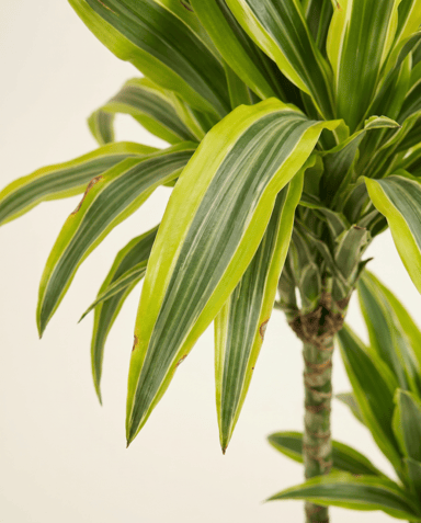 Dracaena Dragon tree Lemon Lime