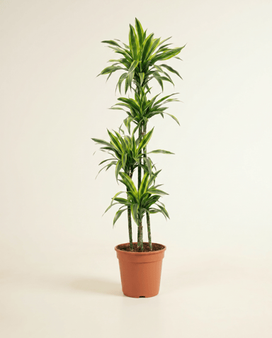 Dracaena Dragon tree Lemon Lime