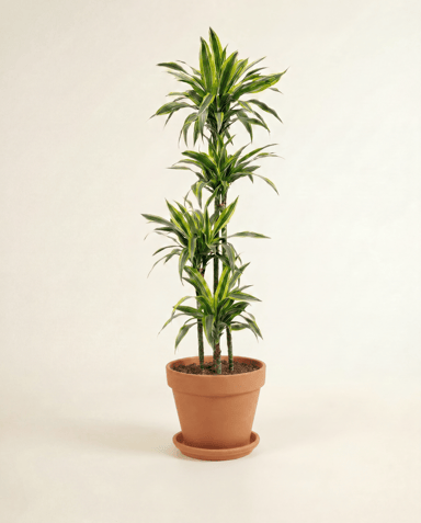 Dracaena Dragon tree Lemon Lime