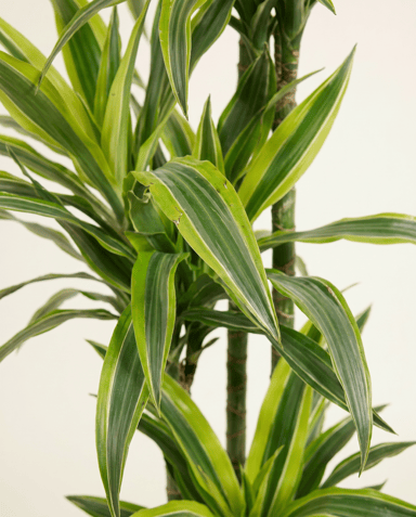 Dracaena Dragon tree Lemon Lime