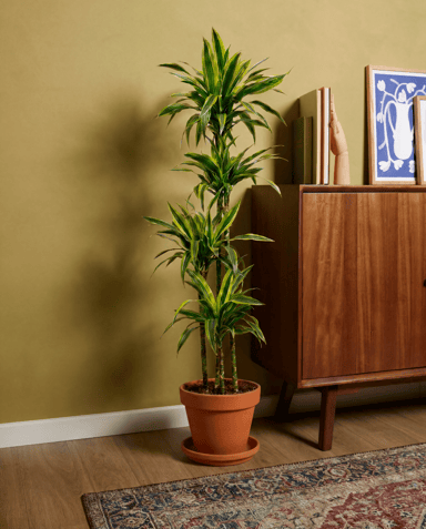 Dracaena Dragon tree Lemon Lime