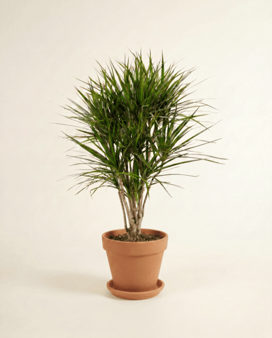 Dracaena Drachenbäume Marginata