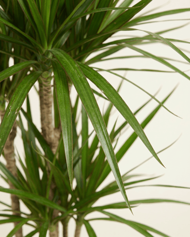 Dracaena Drachenbäume Marginata
