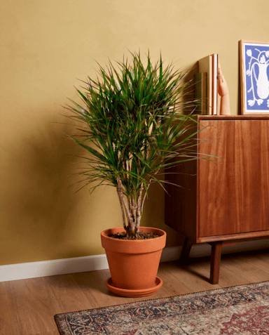 Dracaena Drachenbäume Marginata