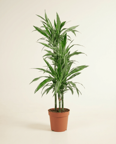 Dracaena Dragon tree Warneckei