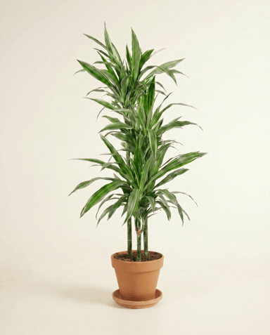 Dracaena Dragon tree Warneckei
