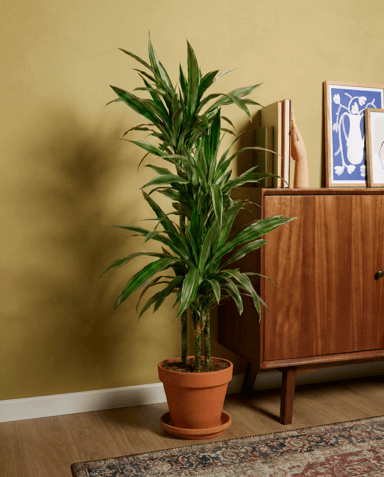 Dracaena Dragon tree Warneckei