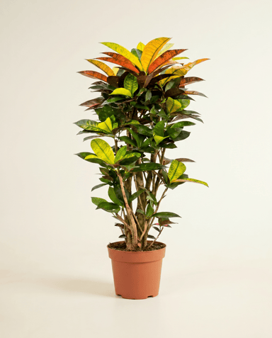 Codiaeum Croton Variegatum Iceton