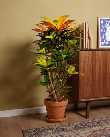 Codiaeum Croton Variegatum Iceton