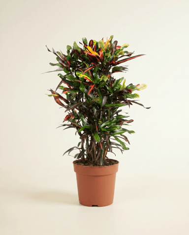 Codiaeum Croton Variegatum Mammi