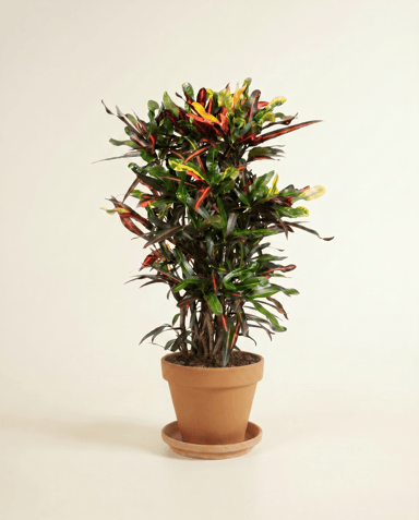 Codiaeum Croton Variegatum Mammi