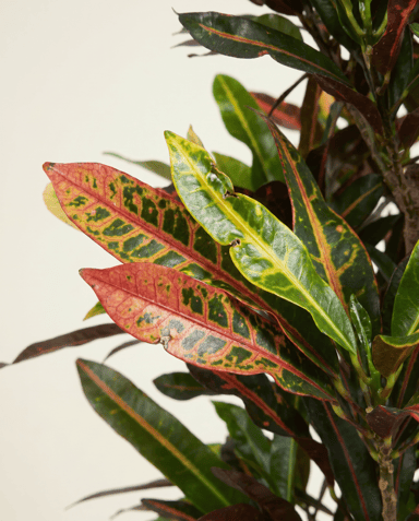 Codiaeum Croton Variegatum Mammi