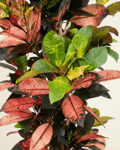 Codiaeum Crotón Variegatum Iceton