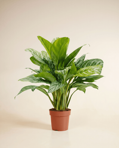 Aglaonema Chinese Evergreen Stripes