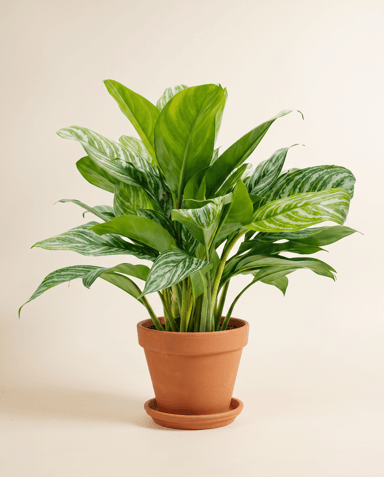 Aglaonema Chinese Evergreen Stripes
