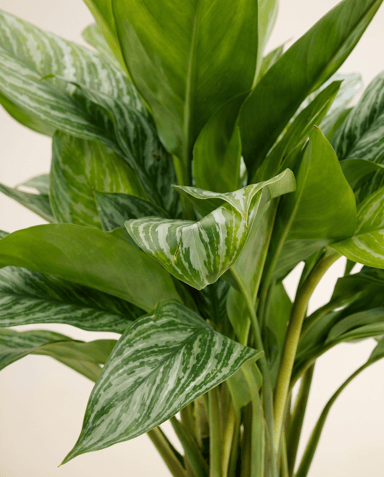 Aglaonema Chinese Evergreen Stripes