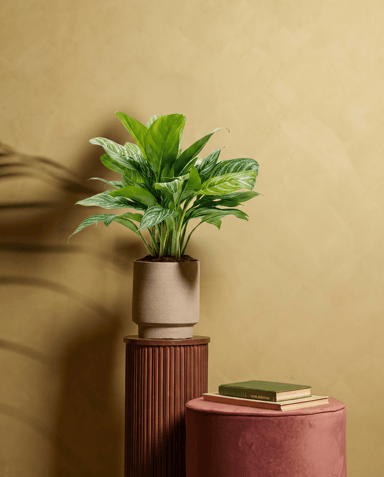 Aglaonema Chinese Evergreen Stripes