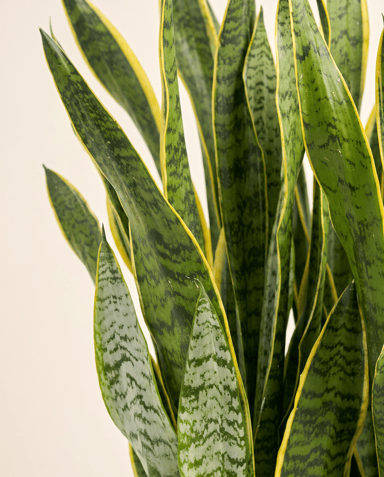 Sansevieria Lingua di suocera Laurentii