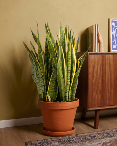 Sansevieria Lingua di suocera Laurentii