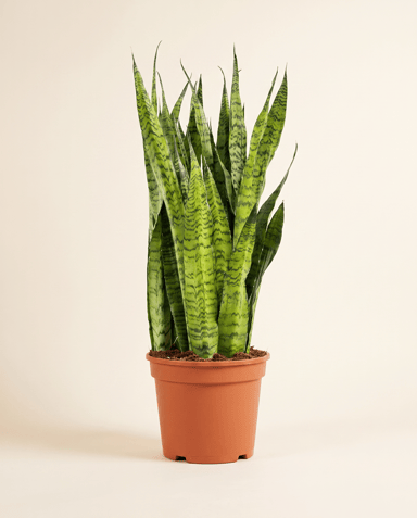 Sansevieria Snake plant Zeylanica