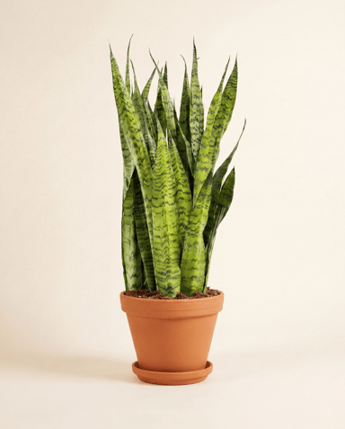 Sansevieria Snake plant Zeylanica