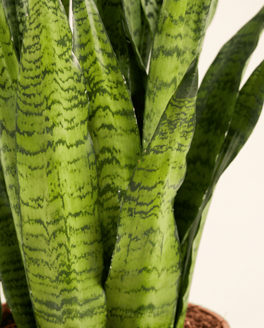 Sansevieria Snake plant Zeylanica