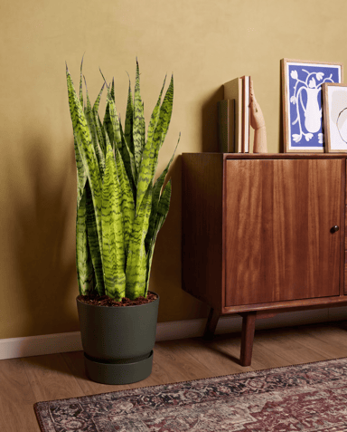 Sansevieria Snake plant Zeylanica