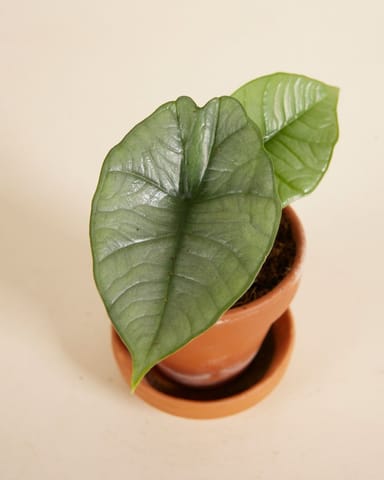Baby Alocasia Elephant ears Platinum