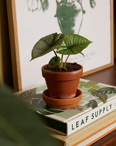 Baby Alocasia Elephant ears Platinum