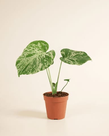 Monstera Swiss Cheese Plant Bulbasaur