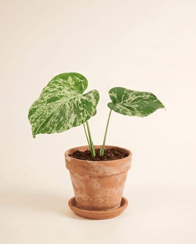 Monstera Swiss Cheese Plant Bulbasaur