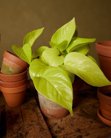 Epipremnum Neon