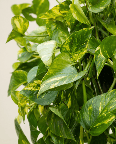 Scindapsus Epipremnum Aureum