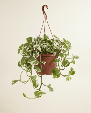 Scindapsus Epipremnum Njoy Hanging