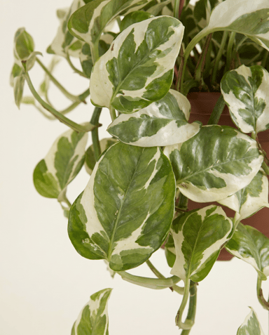 Scindapsus Epipremnum Njoy Hanging