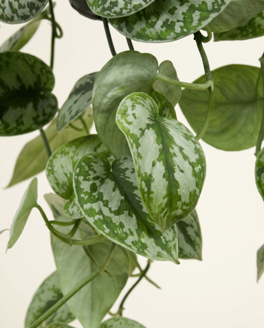Scindapsus Epipremnum Pictus Trebie