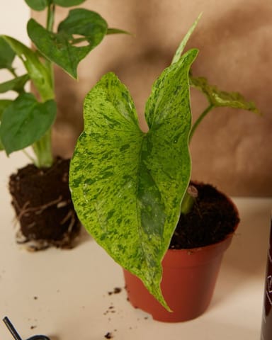 Planthobby Sarterkit 3 Planten Productset