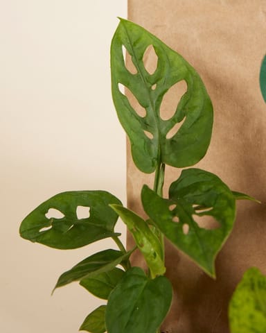 Planthobby Sarterkit 3 Planten Productset