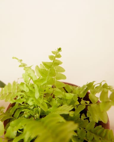 Air Purifying Set