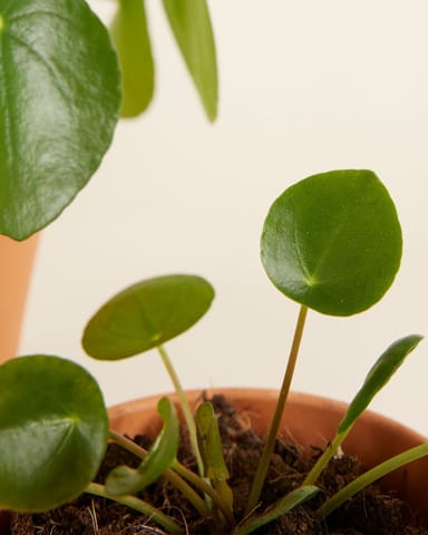 Pilea Family Set
