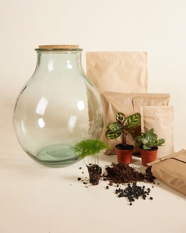Olly Terrarium Large Starter Kit