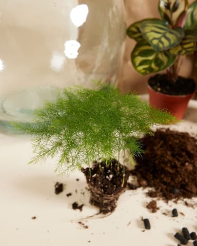 Olly Terrarium Large Starter Kit