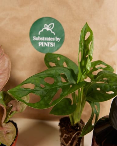 Easy Care Set 3 Planten Productset