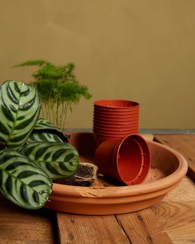 Set di 10 vasi da vivaio Ø 6 cm Productset