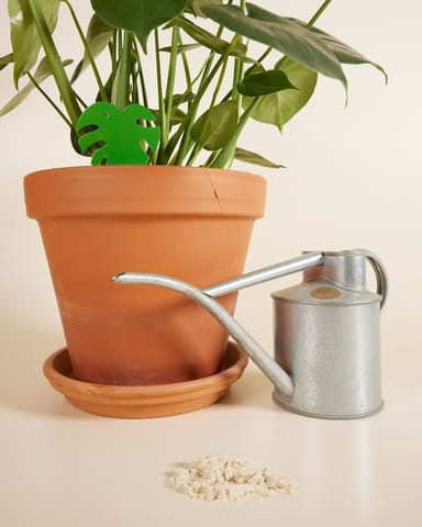 Schädlingsbekämpfungs-Kombiangebot: Trauermücken Felti + Sticky leaves