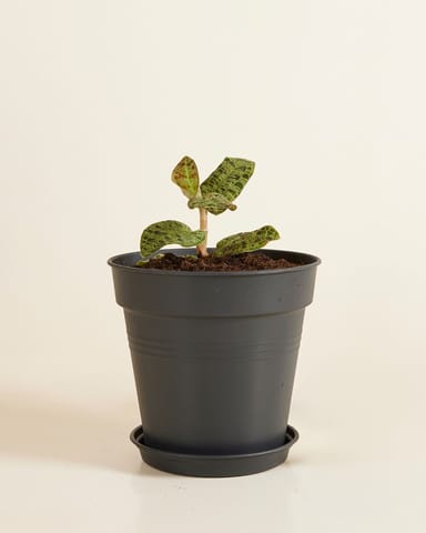 Elho Hagrid Grow Pot Productset
