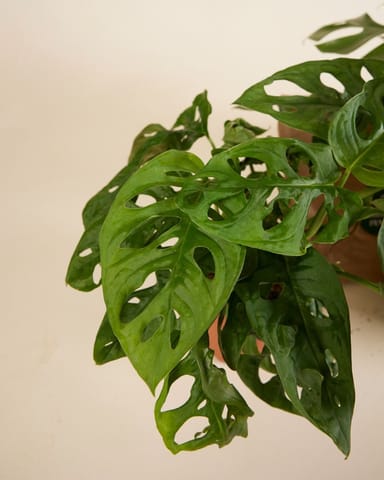 Top Monstera Stars Set Productset