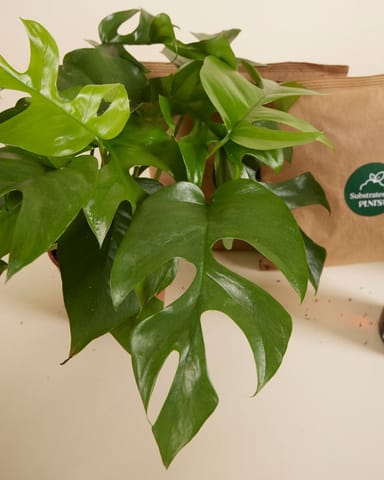 Top Monstera Stars Set Productset