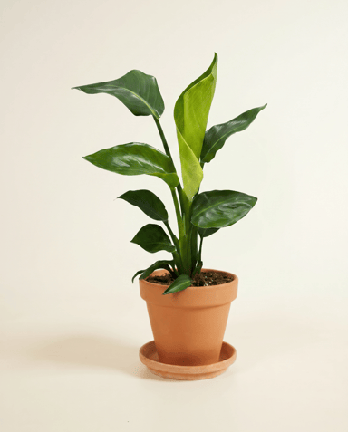 Strelitzia Estrelitzia Nicolai