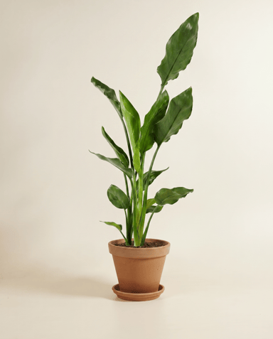 Strelitzia Bird of Paradise Reginae